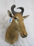 Lichtenstein Hartebeest Sh Mt TAXIDERMY