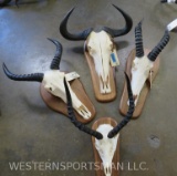 Impala, Wildebeest, Tsessebe & Topi Skulls on Plaques (4x$) TAXIDERMY