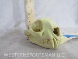 Complete Serval Cat Skull TAXIDERMY