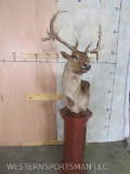 Chocolate Fallow Pedestal Mt TAXIDERMY