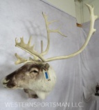 Caribou Sh Mt TAXIDERMY