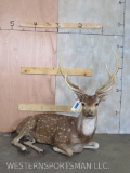 Lifesize Laying Axis Deer TAXIDERMY