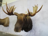 REALLY NICE MOOSE SH MT TAXIDERMY