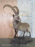 Lifesize Ibex on Base TAXIDERMY