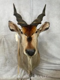 Lord Derby Eland Sh Mt TAXIDERMY