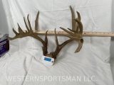 Reproduction Whitetail Antlers TAXIDERMY