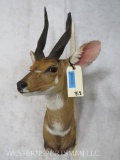 Bushbuck Sh Mt TAXIDERMY