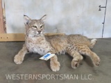 Laying Lifesize Bobcat no Base TAXIDERMY