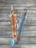 2new, Soft tanned Fox furs, complete with all feet & parts. 46 and 44