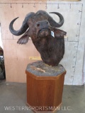 Cape Buffalo Pedestal Mt TAXIDERMY