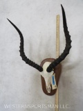 Impala Skull on Plaque TAXIDERMY