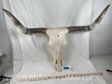 Classic TX Longhorn Skull TAXIDERMY