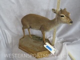 Lifesize Blue Duiker on Base TAXIDERMY