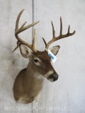 Uncommon Whitetail Deer Sh Mt TAXIDERMY