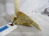 Really Cool Hornbill Skull TAXIDERMY