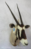 Gemsbok Sh Mt TAXIDERMY