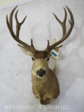 Mule Deer Sh Mt TAXIDERMY