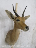 Mountain Reedbuck Sh Mt TAXIDERMY