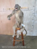 Lifesize Baboon on Bar Stool TAXIDERMY ODDITY