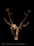 Beautiful Very Large Antlered, Caribou in VELVET.. 20 plus points, Double Shovel , GREAT Taxidermy