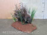 Lifesize African Porcupine on Base TAXIDERMY