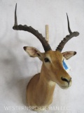 Impala Sh Mt TAXIDERMY