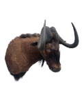 Beautiful Black Wildebeest sho. mount with BIG HORNS !, 9 inch bosses, 18 1/2 inch spread, 32 inches