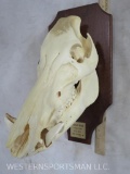 #3 SCI Russian Boar Skull on Plaque TAXIDERMY