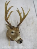 Uncommon Whitetail Deer Sh Mt TAXIDERMY