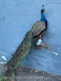 BEAUTIFUL - NEW Peacock Bird mount, on limb to hang on the wall. 68 inches long, and stands out from