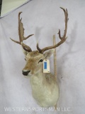 Fallow Sh Mt TAXIDERMY