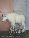 Really Nice Mountain Goat on Base TAXIDERMY