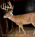 Beautiful full body 190?plus 12 point typical whitetail. This mount is very nice