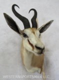 Springbok Sh Mt TAXIDERMY