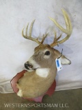 Whitetail Sh Mt on Plaque TAXIDERMY