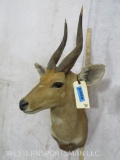 Bushbuck Sh Mt TAXIDERMY