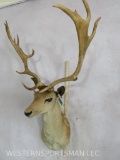 White Fallow Deer Sh Mt TAXIDERMY