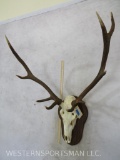 Elk Skull on Plaque TAXIDERMY