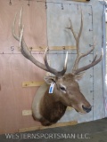 ELK SH MT TAXIDERMY