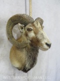 Corsican Sheep Sh Mt TAXIDERMY