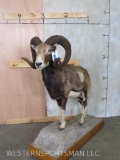 Lifesize Mouflon Sheep on Base TAXIDERMY