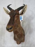 Tsessebe Sh Mt TAXIDERMY