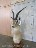 Grants Gazelle Table Pedestal TAXIDERMY