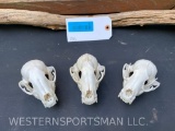 3 large raccoon or COON Skulls, with ALL teeth, & nasal turbines 4 1/2