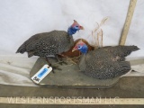 2 Guinea Fowls on Base TAXIDERMY