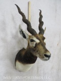 Blackbuck Sh Mt TAXIDERMY