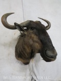 Wildebeest Sh Mt TAXIDERMY