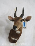 Bushbuck Sh Mt TAXIDERMY