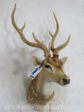 Axis Deer Sh Mt W/Velvet Antlers TAXIDERMY