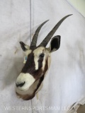 Gemsbok Sh Mt TAXIDERMY